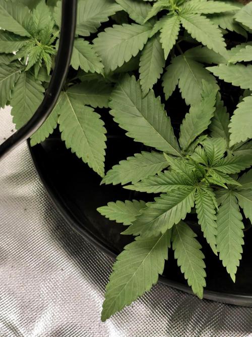 Durban Fruity - Serious Seeds. Week 2