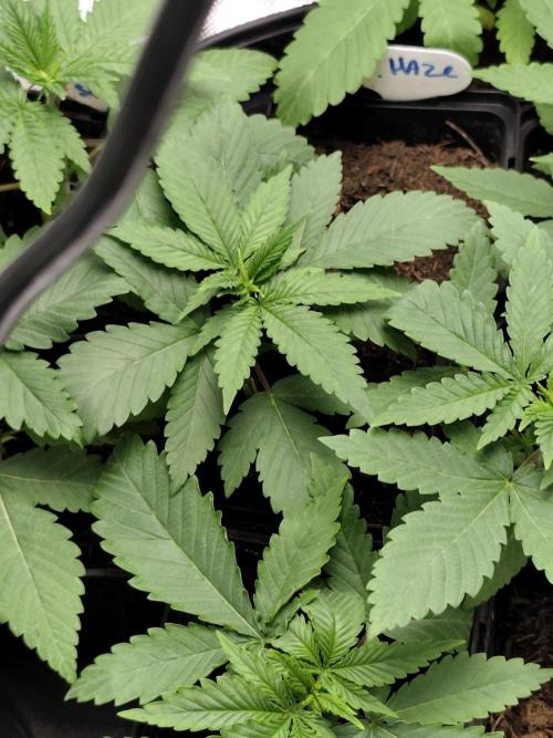 Durban Fruity - Serious Seeds. Week 2