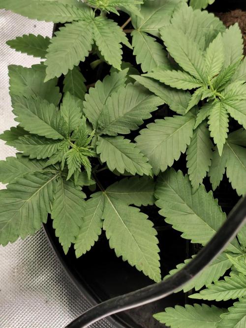 Durban Fruity - Serious Seeds. Week 2