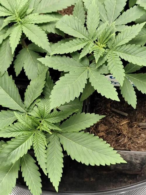 Durban Fruity - Serious Seeds