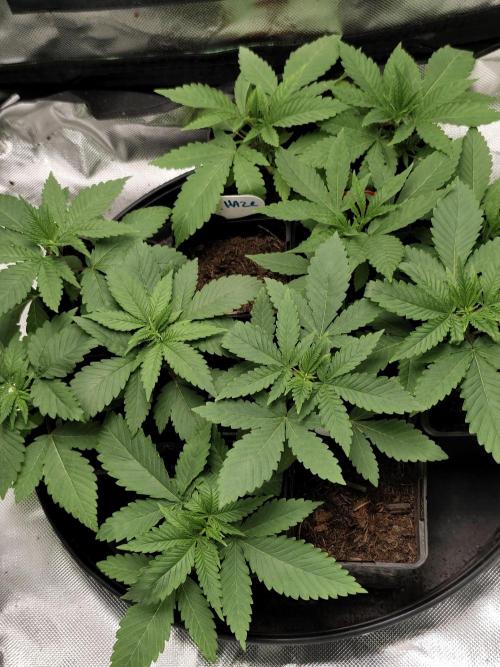 Durban Fruity - Serious Seeds. Week 2