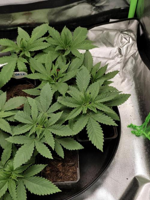 Durban Fruity - Serious Seeds. Week 2