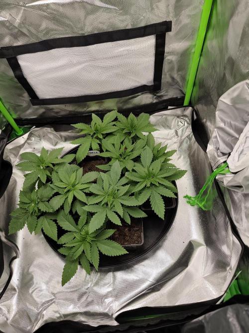 Durban Fruity - Serious Seeds. Week 2