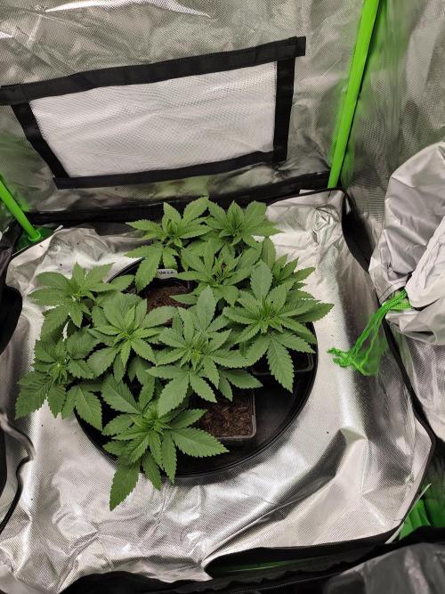 Durban Fruity - Serious Seeds. Week 2