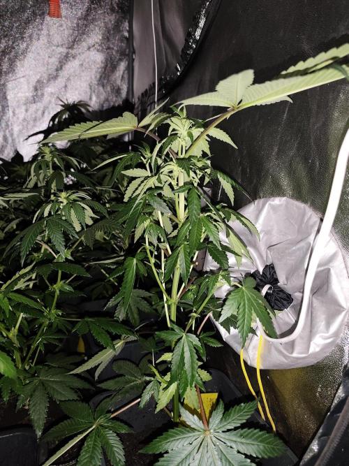 Spliff Seeds Girl Scout Cookies. Week 5