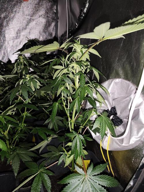 Spliff Seeds Girl Scout Cookies. Week 5