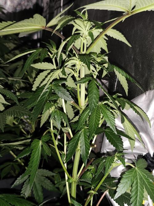 Spliff Seeds Girl Scout Cookies. Week 5