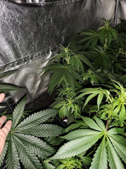 Spliff Seeds Girl Scout Cookies. Week 5