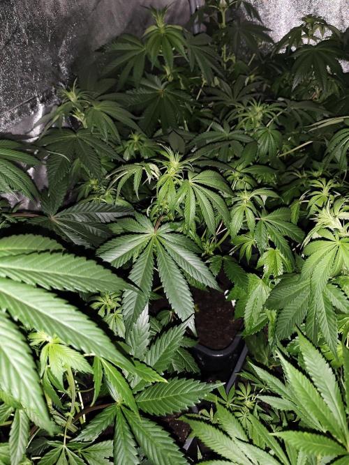 Spliff Seeds Girl Scout Cookies. Week 5