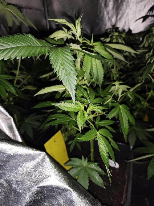 Spliff Seeds Gelato. Week 5