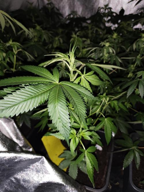 Spliff Seeds Gelato. Week 5