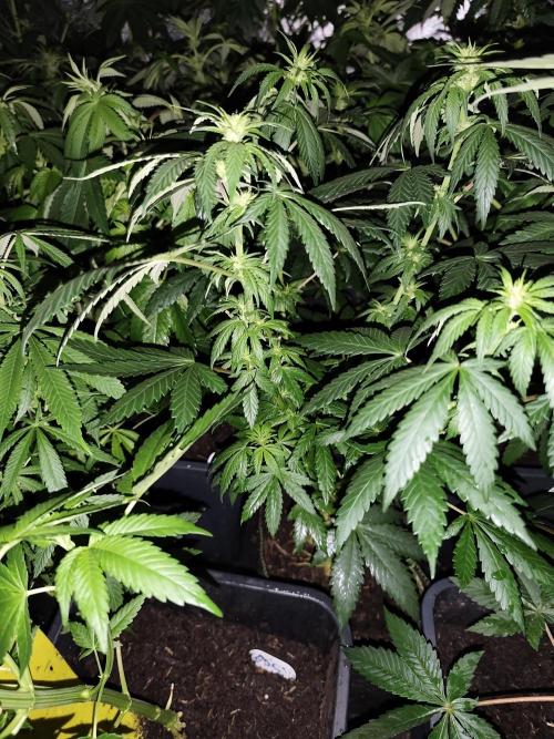 Spliff Seeds Gelato. Week 5