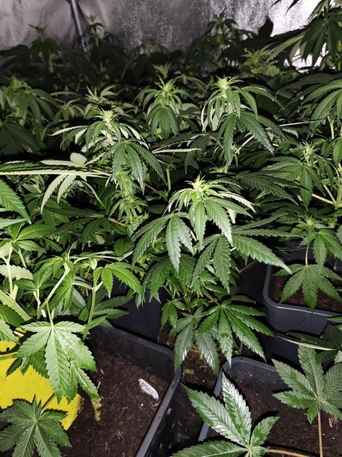 Spliff Seeds Gelato. Week 5