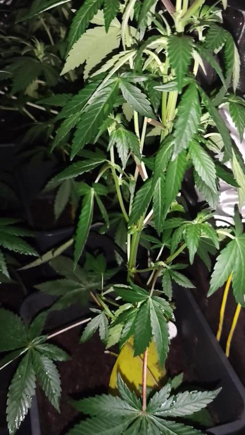 Spliff Seeds Gelato