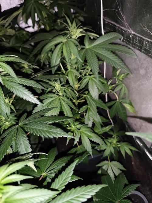 Purple Mintz 💜. Week 5