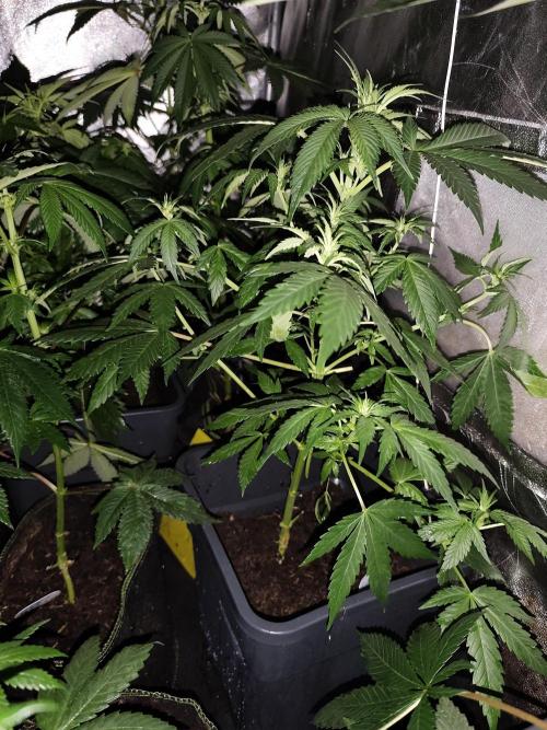 Purple Mintz 💜. Week 5