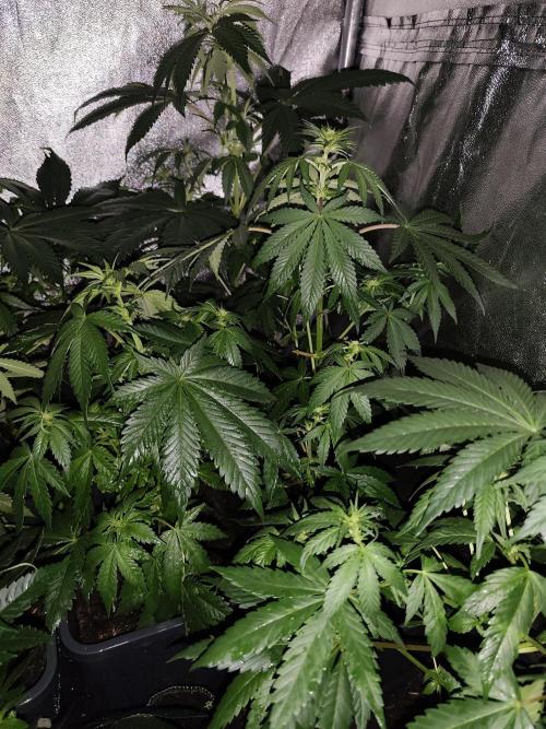 Purple Mintz 💜. Week 5