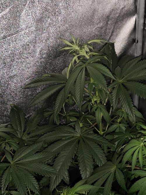 Purple Mintz 💜. Week 5