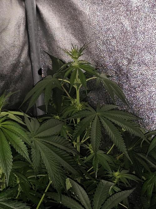 Seeds Genetics - 24K Kush. Week 5