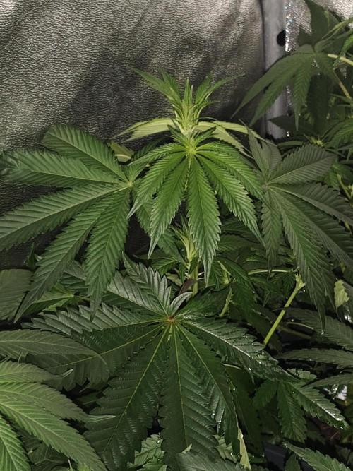 Seeds Genetics - 24K Kush. Week 5