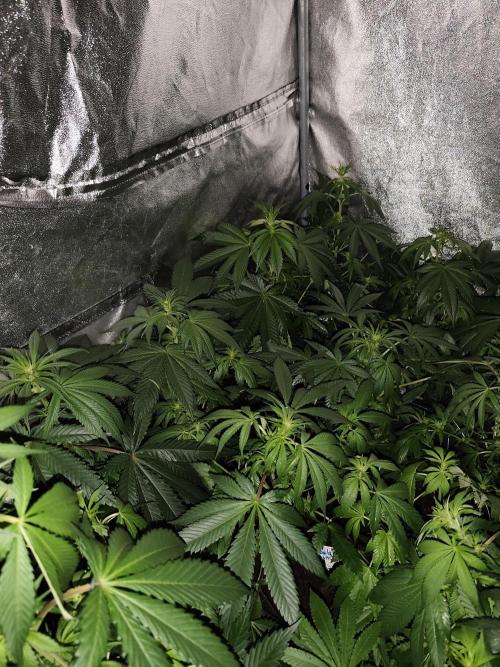 Seeds Genetics - 24K Kush. Week 5