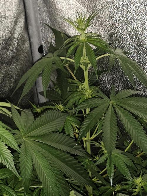Seeds Genetics - 24K Kush. Week 5