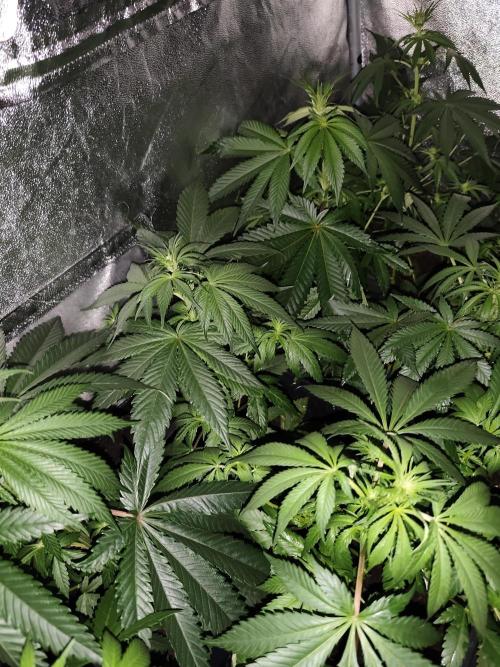 Seeds Genetics - 24K Kush. Week 5