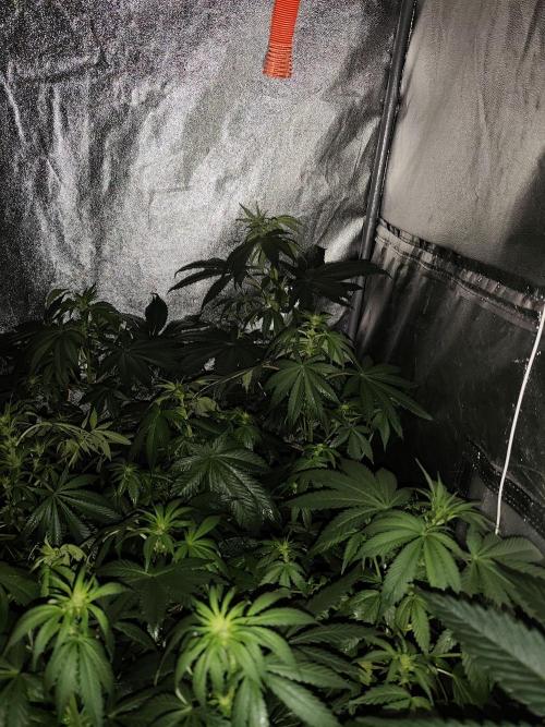 Sweetopia 🍭 paradise seeds. Week 5
