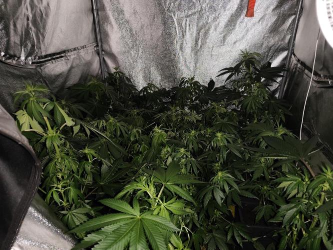 Sweetopia 🍭 paradise seeds. Week 5