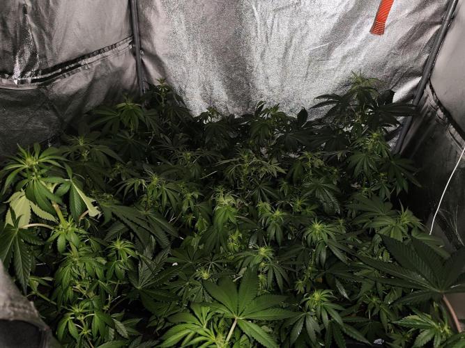 Sweetopia 🍭 paradise seeds. Week 5
