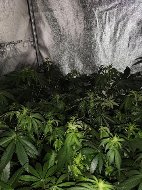 Sweetopia 🍭 paradise seeds. Week 5