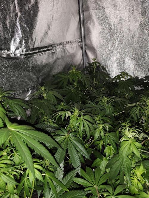 Sweetopia 🍭 paradise seeds. Week 5