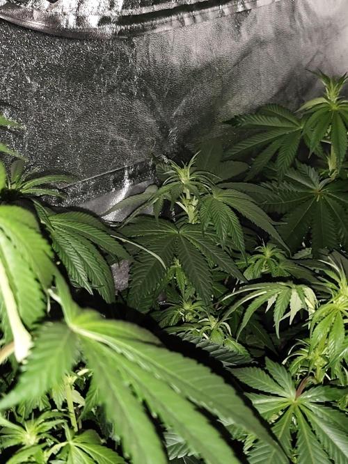 Sweetopia 🍭 paradise seeds. Week 5