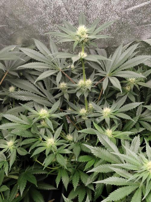 Seeds Genetics - Gorilla Glue. Week 6