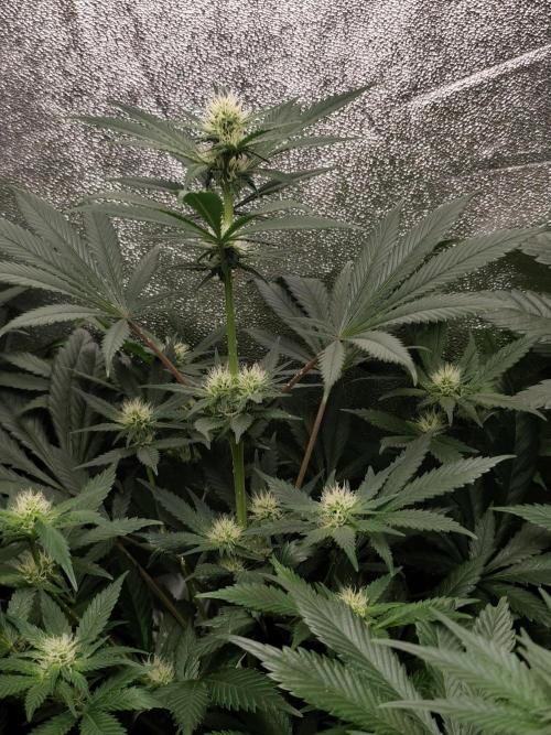 Seeds Genetics - Gorilla Glue. Week 6