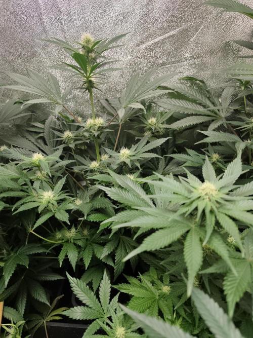 Seeds Genetics - Gorilla Glue. Week 6
