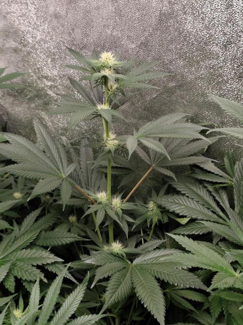 Seeds Genetics - Gorilla Glue. Week 6