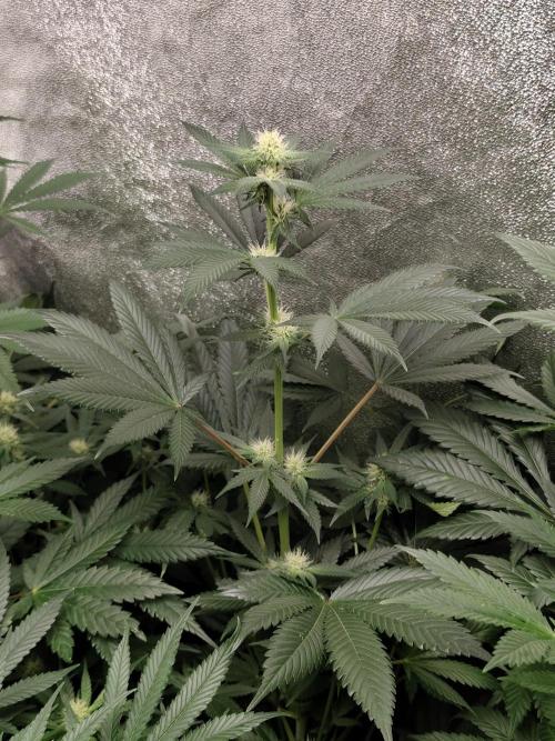Seeds Genetics - Gorilla Glue. Week 6