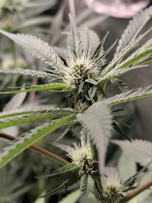 Spliff Seeds Girl Scout Cookies. Week 6