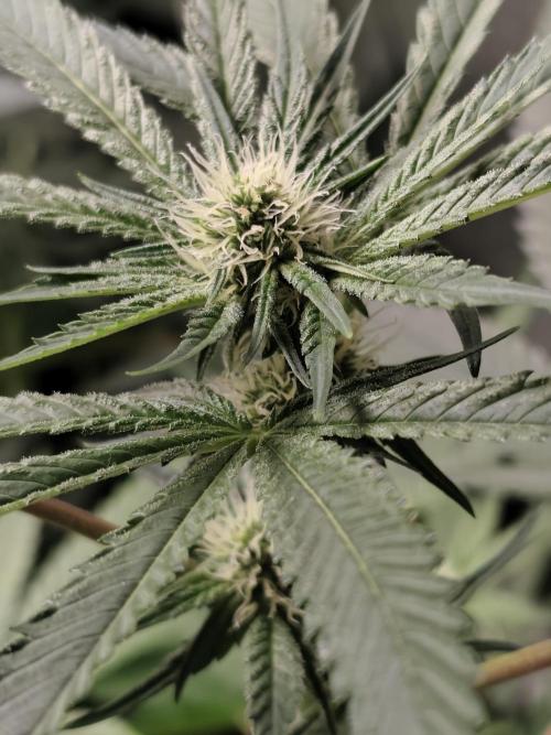 Spliff Seeds Girl Scout Cookies. Week 6
