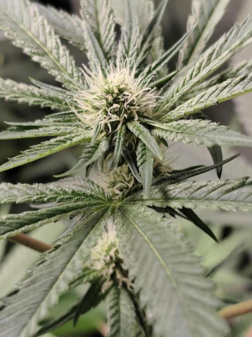 Spliff Seeds Girl Scout Cookies. Week 6