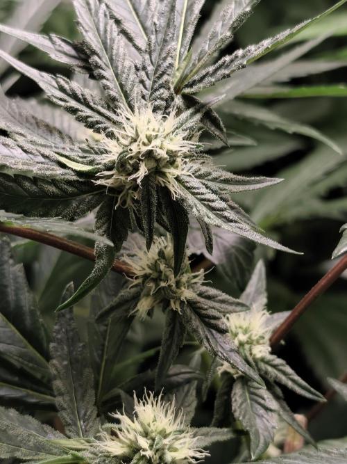 Spliff Seeds Girl Scout Cookies. Week 6
