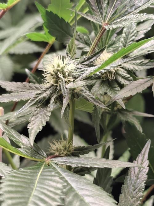 Spliff Seeds Girl Scout Cookies. Week 6