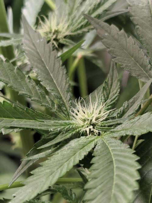 Spliff Seeds Girl Scout Cookies. Week 6