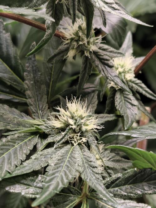 Spliff Seeds Girl Scout Cookies. Week 6