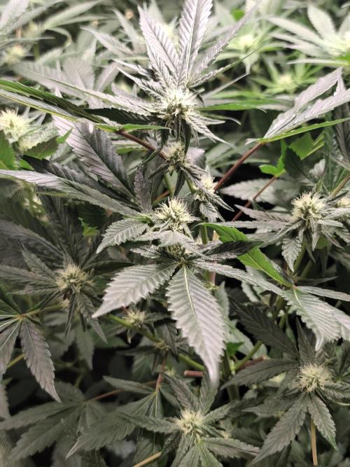 Spliff Seeds Girl Scout Cookies. Week 6