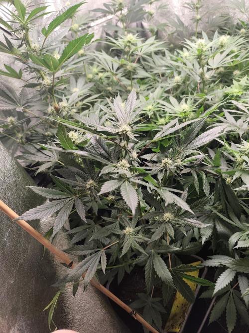 Spliff Seeds Girl Scout Cookies. Week 6