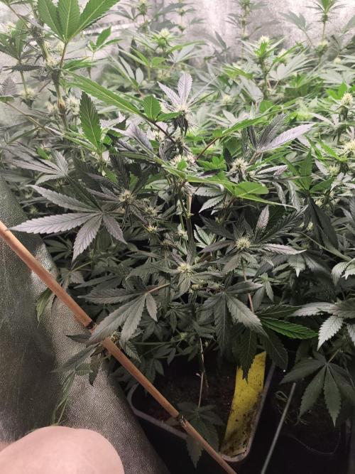 Spliff Seeds Girl Scout Cookies. Week 6