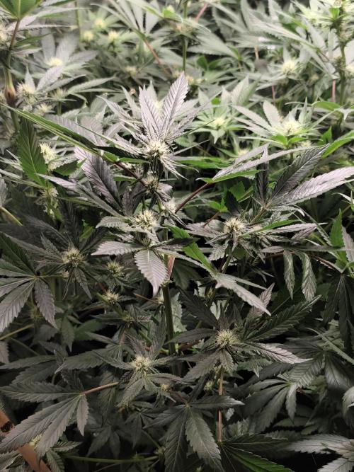 Spliff Seeds Girl Scout Cookies. Week 6