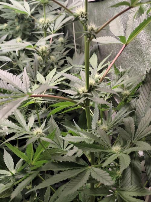 Spliff Seeds Girl Scout Cookies. Week 6